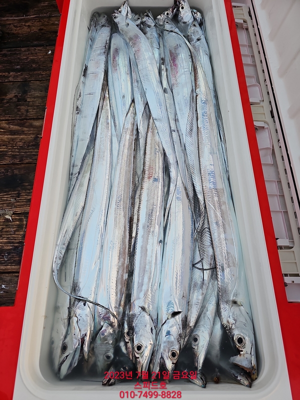 고흥 스피드호의 조황일지 이미지 - 7