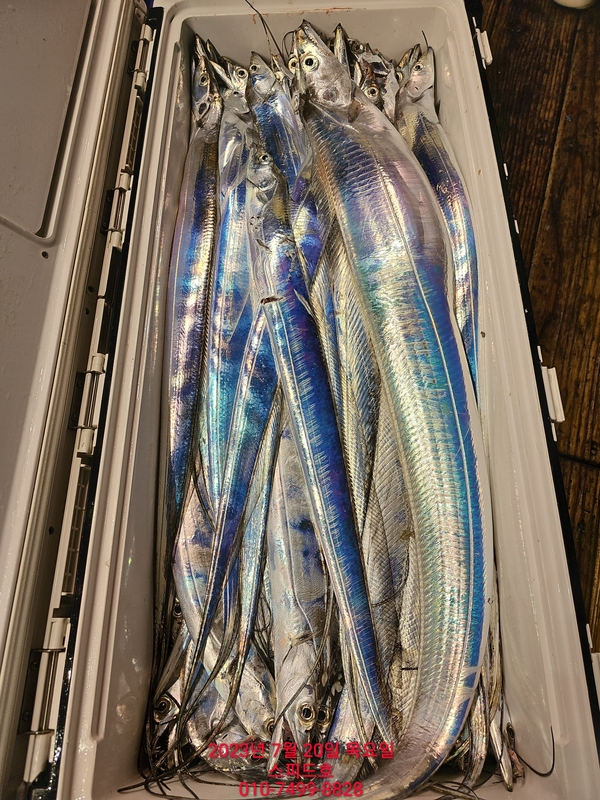 고흥 스피드호의 조황일지 이미지 - 9