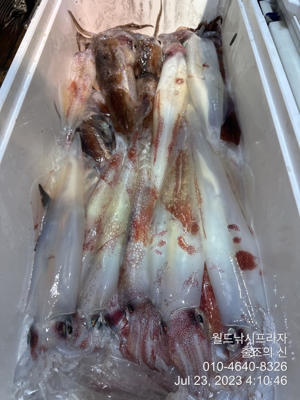 고흥 스피드호의 조황일지 이미지 - 9