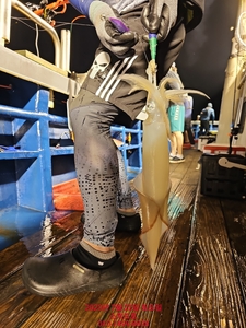 7월 22일 한치이카메탈게임 선상낚시로 잡은 물고기 조황