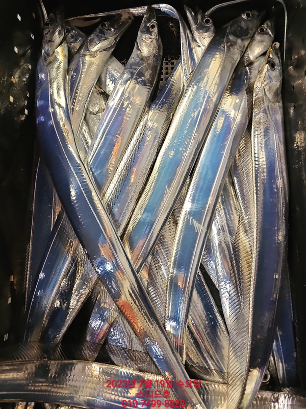 고흥 스피드호의 조황일지 이미지 - 1