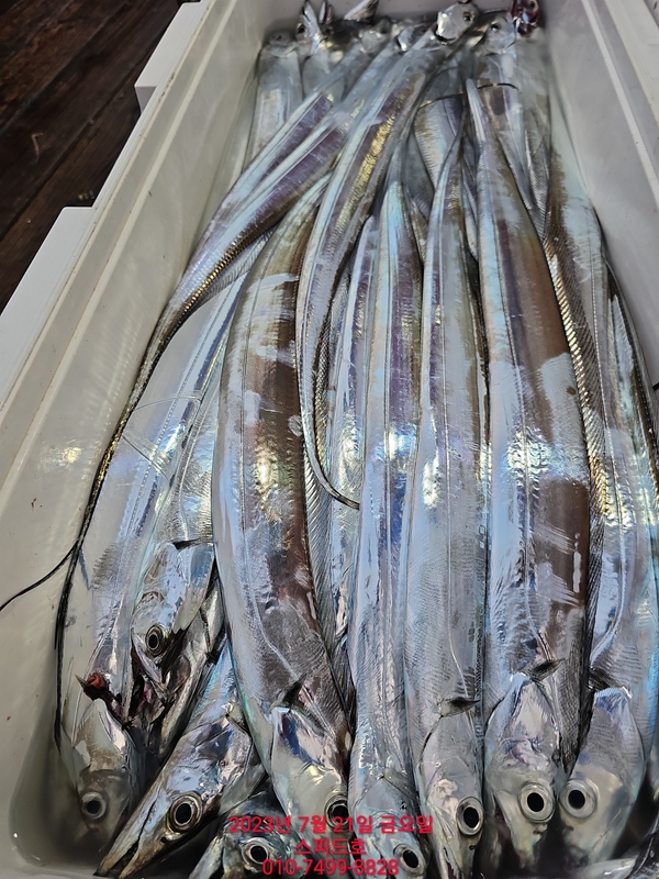 고흥 스피드호의 조황일지 이미지 - 6