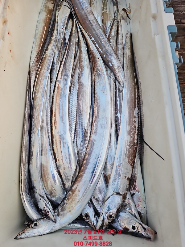 고흥 스피드호의 조황일지 이미지 - 8