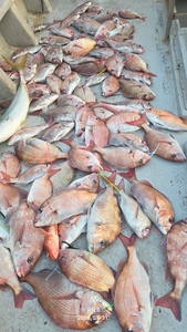 (유담호)31일 참돔타이라바  마리수  대박 조황 선상낚시로 잡은 물고기 조황