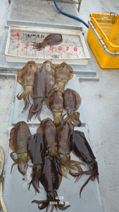 (유담호)25일 무늬 오징어 캐스팅  조황 선상낚시로 잡은 물고기 조황