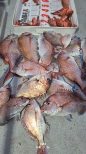 (유담호)26일  참돔타이라바 조황  선상낚시로 잡은 물고기 조황