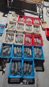 (유담호)다시 살아나는  무늬 팁런 선상낚시로 잡은 물고기 조황