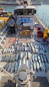 (유담호)방어 부시리 넘쳐납니다  선상낚시로 잡은 물고기 조황