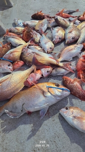 (유담호)25일  타이라바  조횐ㅇ 선상낚시로 잡은 물고기 조황