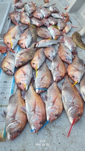 (유담호)20일 참돔타이라바  사이즈 마리수 굿 선상낚시로 잡은 물고기 조황