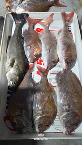 (유담호)10일 참돔 타이라바  퍼담고왔어요 선상낚시로 잡은 물고기 조황