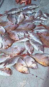 (유담호)10일 참돔타이라바 조황  사이즈 마리수 굿 선상낚시로 잡은 물고기 조황