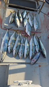 (유담호)23일 방어 부시리 빅게임  조황굿 선상낚시로 잡은 물고기 조황