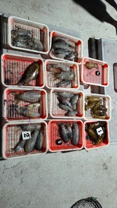 (유담호)21일  무늬캐스팅  조황 선상낚시로 잡은 물고기 조황