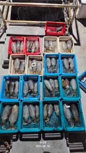 (유담호)15일 무늬 팁런 조황  선상낚시로 잡은 물고기 조황