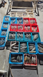 (유담호)29일 무늬  팁런  마리수 조황 선상낚시로 잡은 물고기 조황