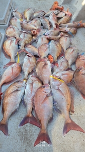 (유담호)21일 참돔타이라바  사이즈  굿마리수 선상낚시로 잡은 물고기 조황