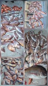 (유담호)타이라바  출항 안내  선상낚시로 잡은 물고기 조황