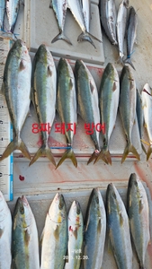 (유담호)20일 대방어 지깅 조황 선상낚시로 잡은 물고기 조황