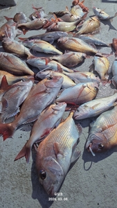 (유담호)참돔 타이라바 철수조황입니다  3/8 선상낚시로 잡은 물고기 조황