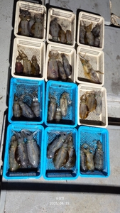 (유담호)14일 무늬팁런조황 선상낚시로 잡은 물고기 조황