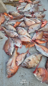 (유담호)27일 참돔타이라바 철수조황  선상낚시로 잡은 물고기 조황