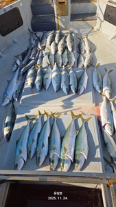 (유담호)24일 방어부시리  지깅 미친조황 선상낚시로 잡은 물고기 조황