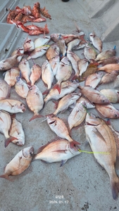 (유담호)17일 타이라바  조황 선상낚시로 잡은 물고기 조황