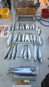 (유담호)18일  지깅 조황  아이고 팔이야 선상낚시로 잡은 물고기 조황