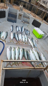 (유담호)4일 방어 부시리 지깅  조황 굿 선상낚시로 잡은 물고기 조황