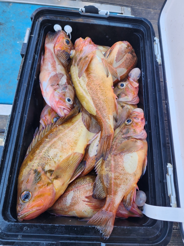 황금마차호 루어전용선의 조황일지 이미지 - 10