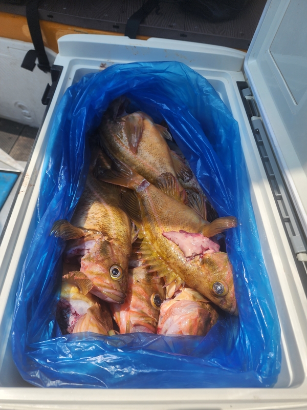 황금마차호 루어전용선의 조황일지 이미지 - 13