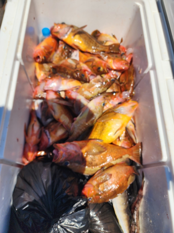 황금마차호 루어전용선의 조황일지 이미지 - 9