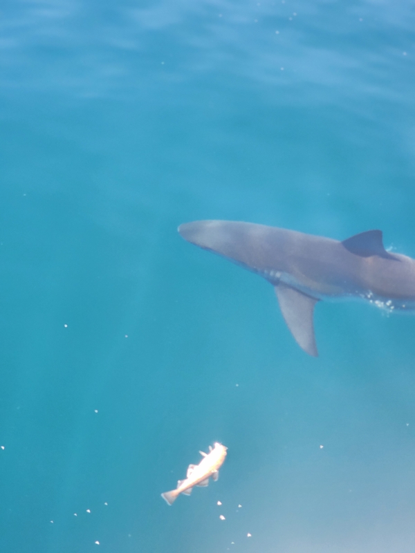 황금마차호 루어전용선의 조황일지 이미지 - 15