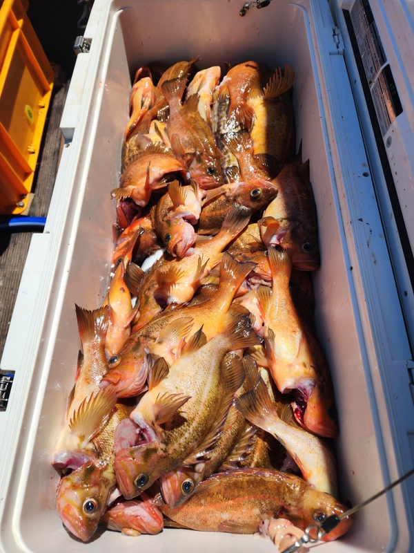 황금마차호 루어전용선의 조황일지 이미지 - 13