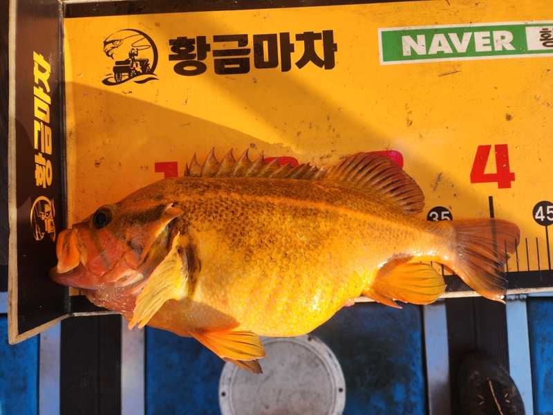 황금마차호 루어전용선의 조황일지 이미지 - 1