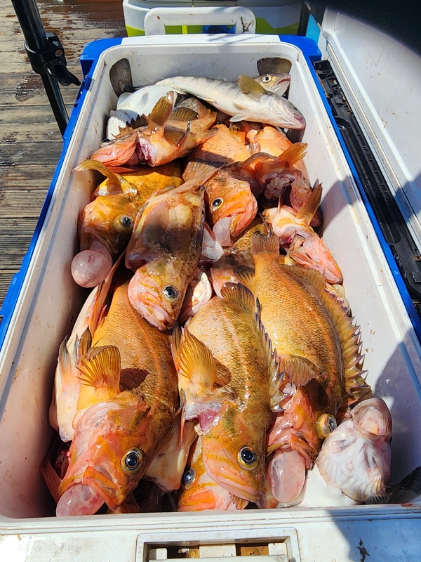 황금마차호 루어전용선의 조황일지 이미지 - 8