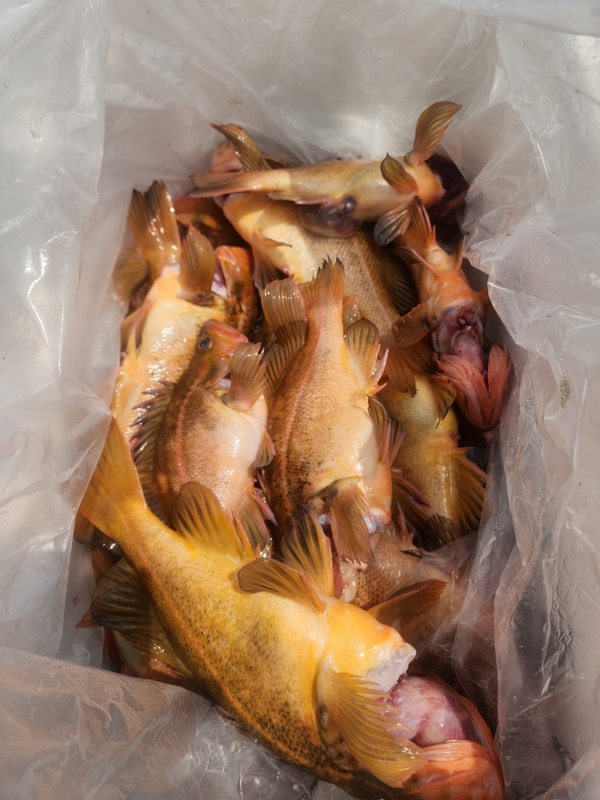 황금마차호 루어전용선의 조황일지 이미지 - 10