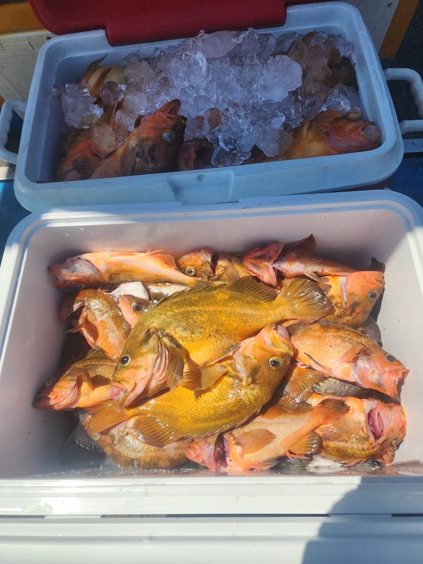 황금마차호 루어전용선의 조황일지 이미지 - 2