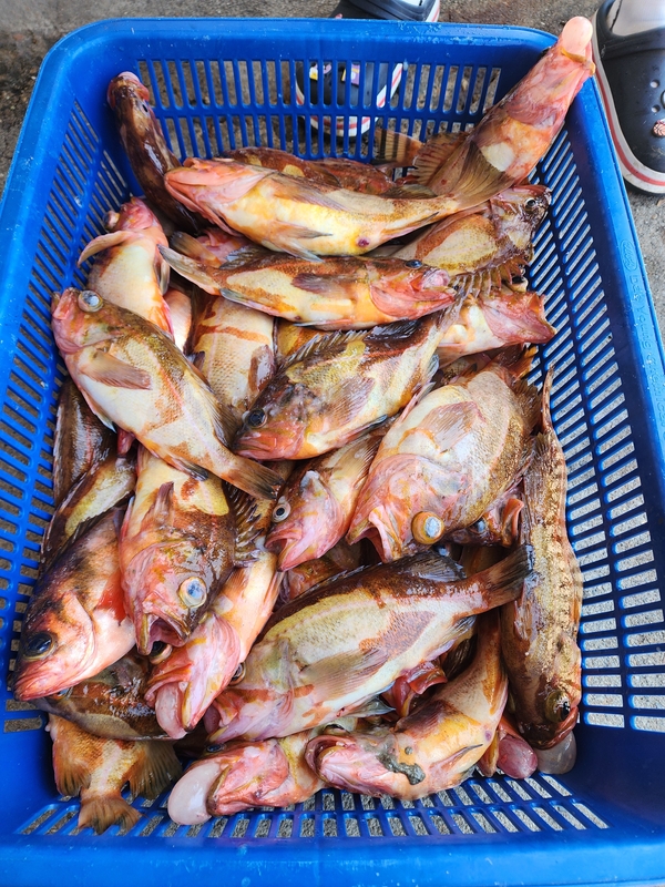 황금마차호 루어전용선의 조황일지 이미지 - 14