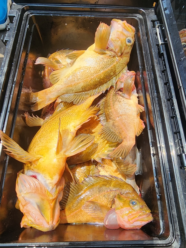 황금마차호 루어전용선의 조황일지 이미지 - 8