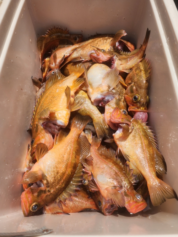 황금마차호 루어전용선의 조황일지 이미지 - 9