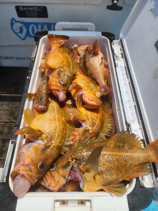 황금마차호 루어전용선의 조황일지 이미지 - 11