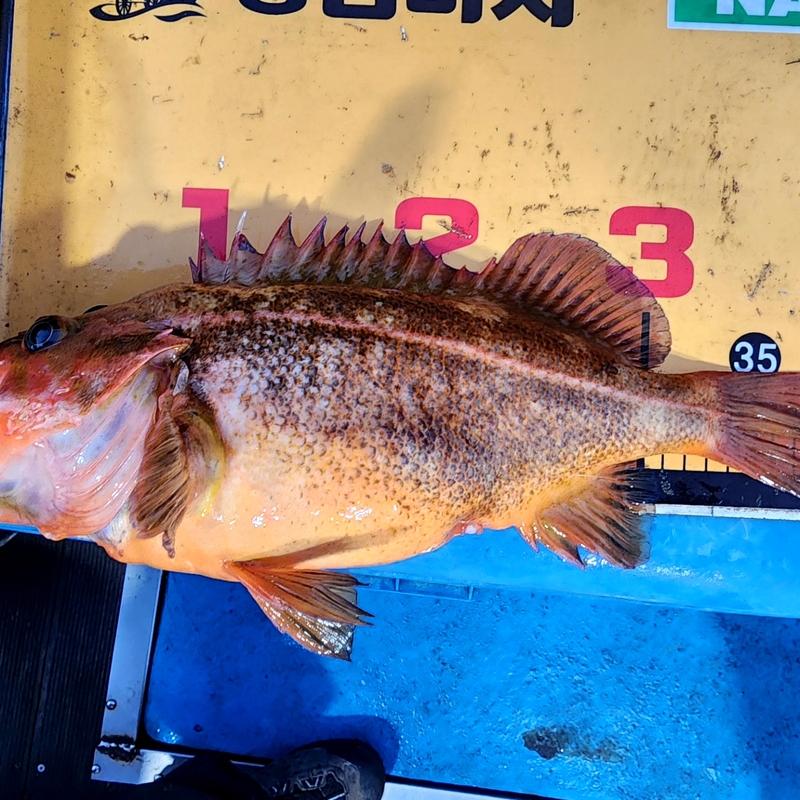 황금마차호 루어전용선의 조황일지 이미지 - 2