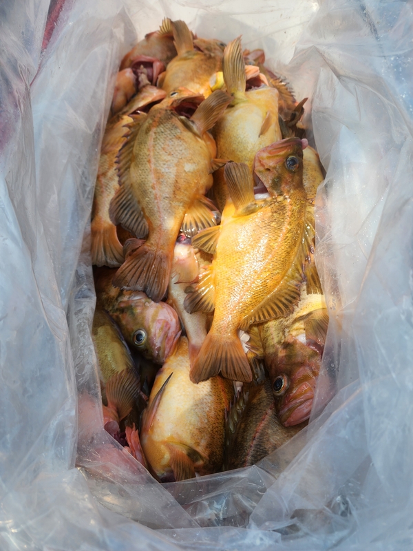 황금마차호 루어전용선의 조황일지 이미지 - 12