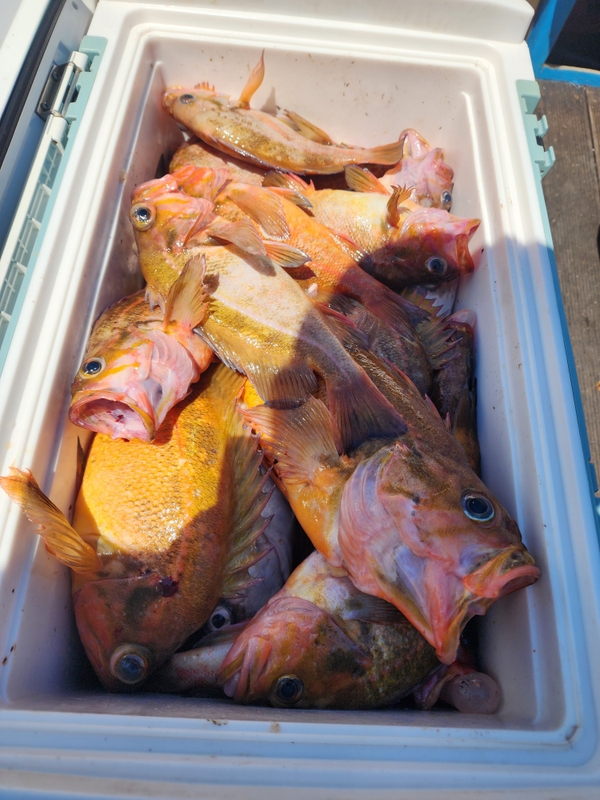 황금마차호 루어전용선의 조황일지 이미지 - 11