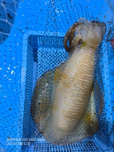 (무늬오징어) 1등 23수, 2등 17수, 1.47kg, 1.4kg  선상낚시로 잡은 물고기 조황