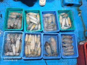 (무늬오징어) 1등 19수, 2등 16수, 3등 15수, 조기철수 선상낚시로 잡은 물고기 조황