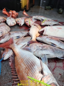 3월 1일 4짜이상 5짜까지 20+7짜 광어까지 선상낚시로 잡은 물고기 조황