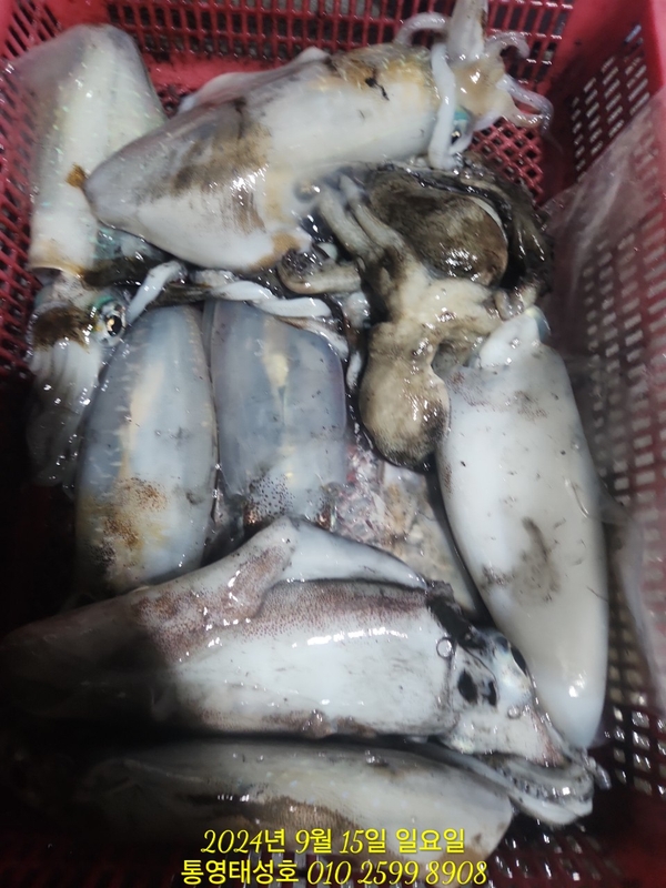 통영태성호의 조황일지 이미지 - 10